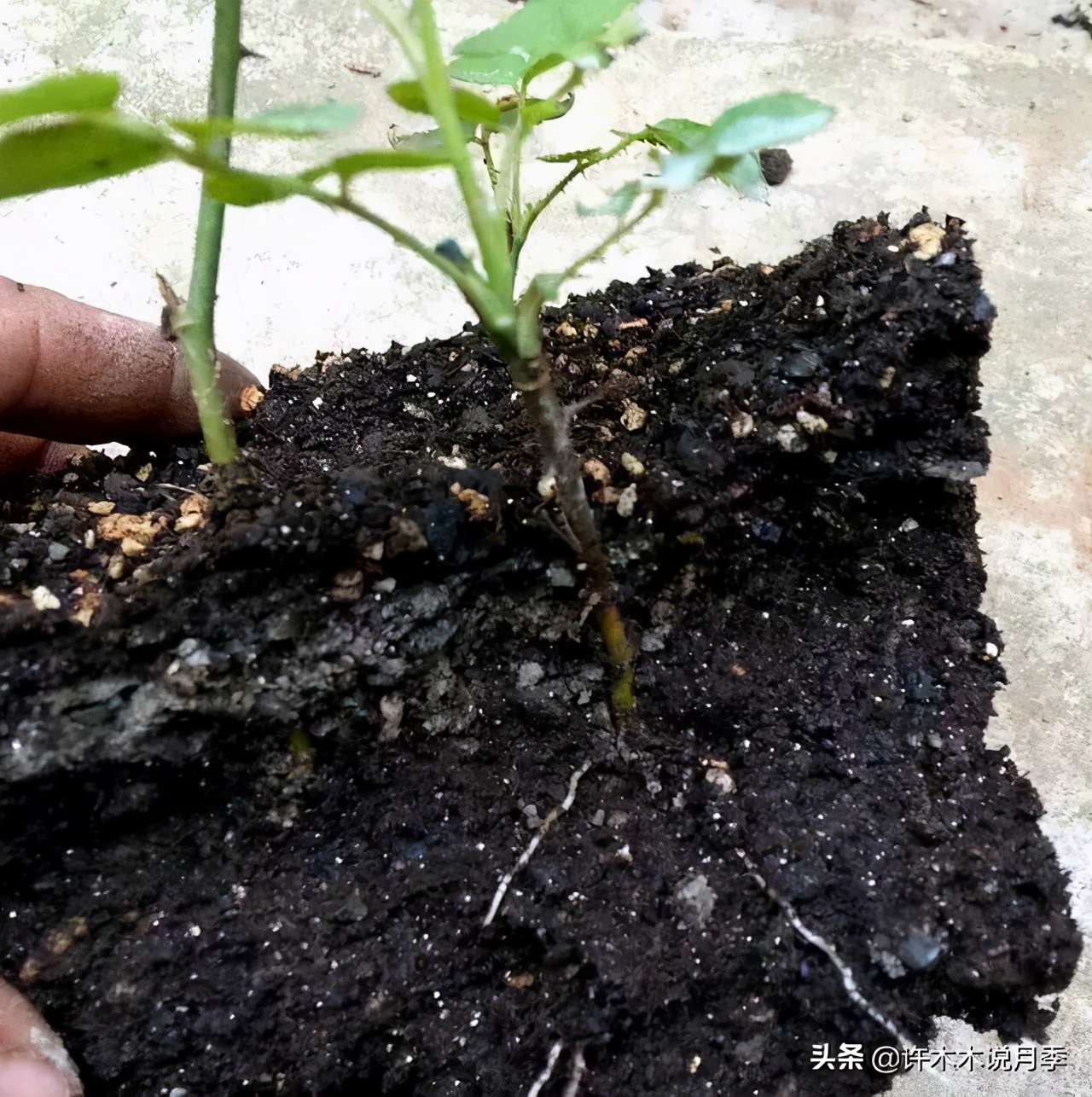 月季长得细开花少怎么办,月季叶子稀疏怎么办