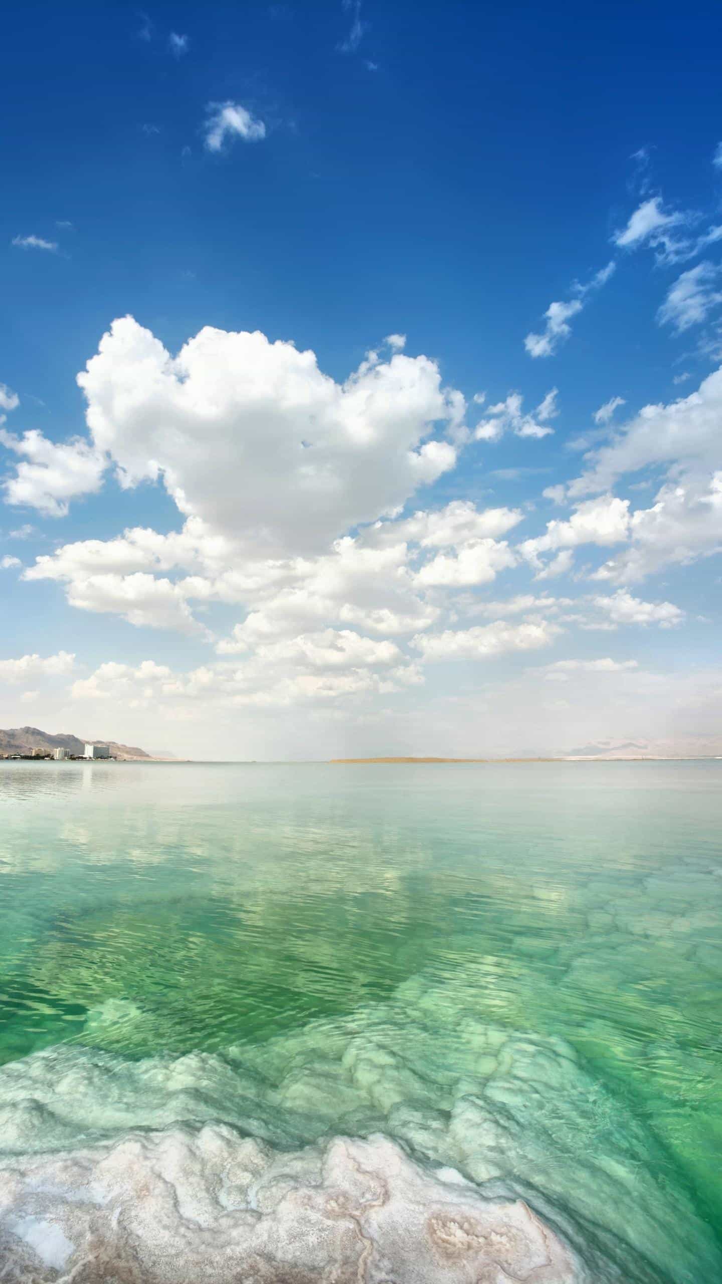 狐狸的尾巴肯定能抓得住,狐狸的尾巴会卷起来吗