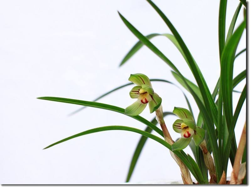 兰花翻盆既有水晶头又有空根,兰花空根处理后怎么栽视频