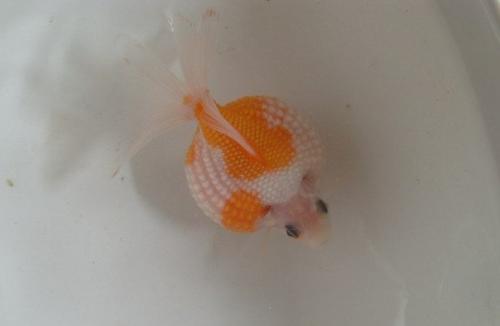 文种龙种蛋种金鱼主要特征,文种金鱼和蛋种金鱼的区别