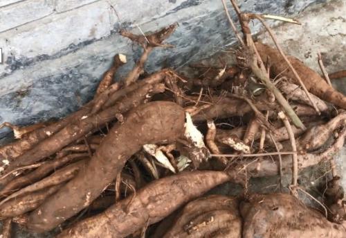 北有人参南有葛根,南有葛根北有人参的功效