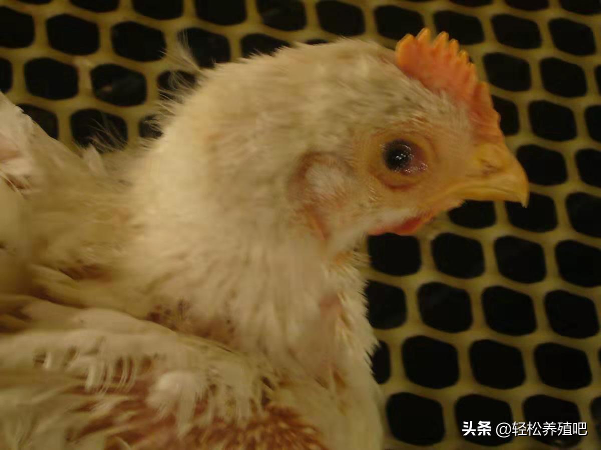 鸡流眼泪怎么治疗最好,导致鸡群流眼泪的病有哪些