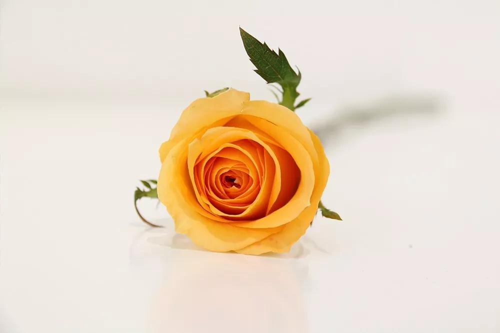 一篇文章带你认识三亚40种花,鲜花图鉴一次性认识30种玫瑰花