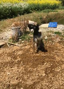 有些狗子玩着玩着就打架了,有些狗子表面上人畜无害吵起架来