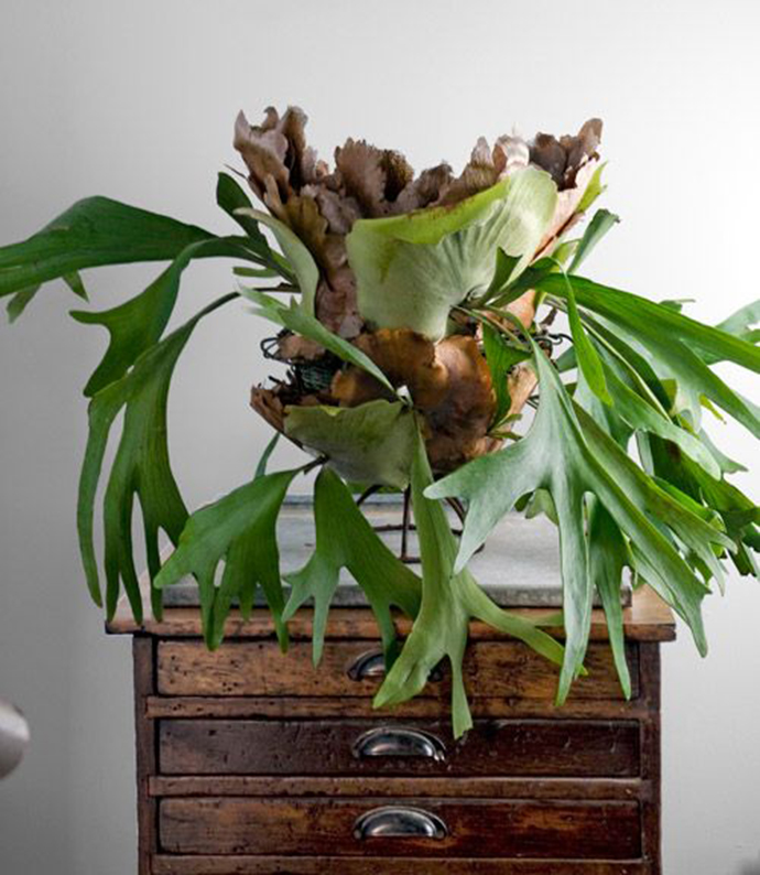 蕨类植物生物知识点有哪些,蕨类植物百科知识