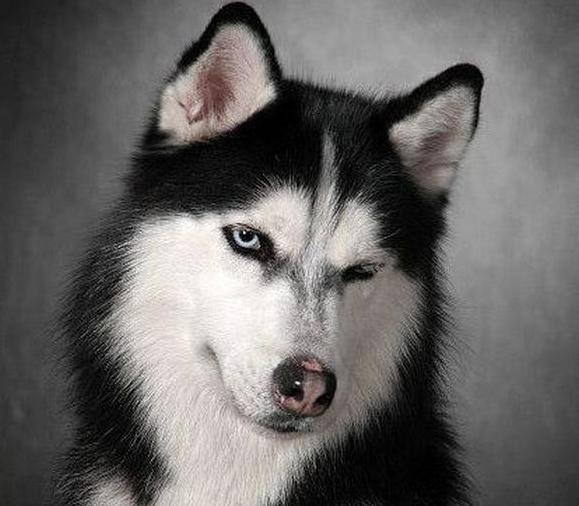 比较温顺善良的狗狗品种有哪些,温顺好养的狗狗中大型犬