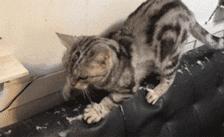 最实用猫抓板,如何挑选猫抓板