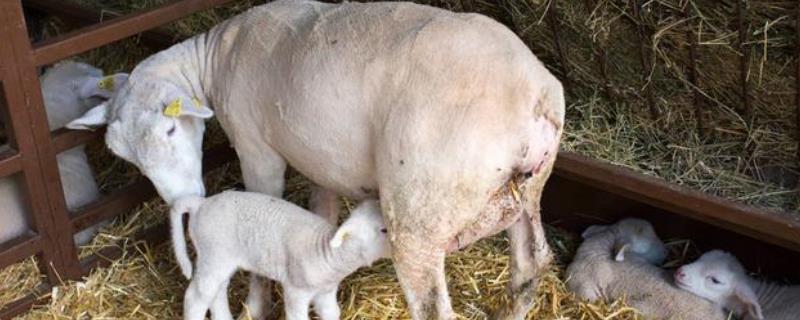 大母羊脱肛最佳的治愈方法,母羊脱肛怎么解决