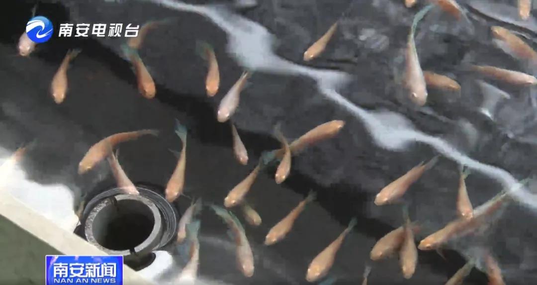 90后小伙的“斗鱼”梦：泰国斗鱼从南安“游”到全国各地！