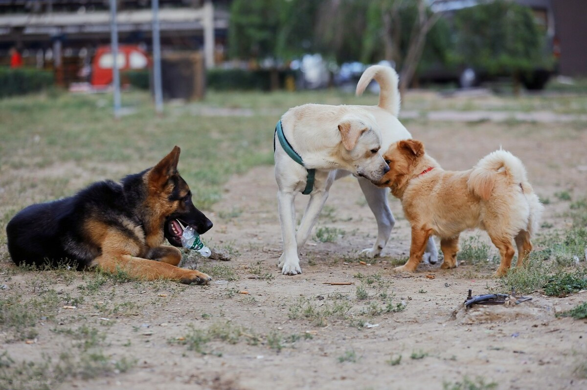 为什么狗狗会认识从未见面的家人,为什么狗狗年龄越大越不亲近人类