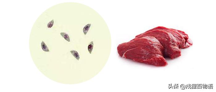 猫狗有寄生虫会影响孕妇吗,猫弓形虫对孕妇及胎儿危害