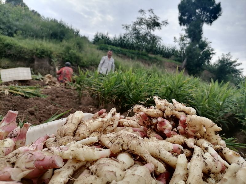 “百年”生姜致富梓潼百姓