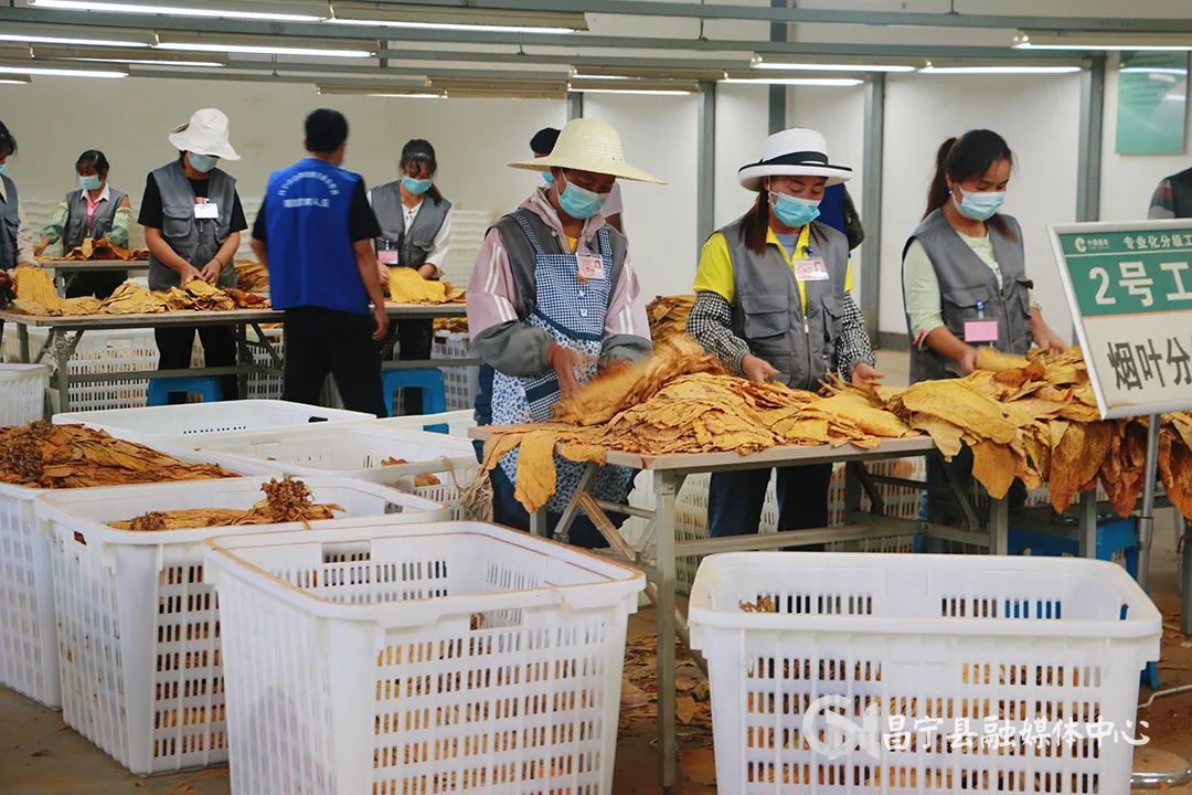 太平庄镇烤烟获丰收烟农赶烤忙 (今年烤烟开秤收购价)