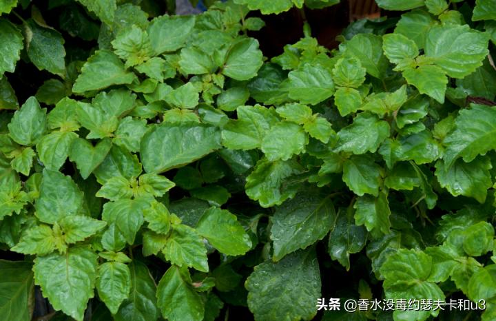 香水的味道哪种比较好闻不刺鼻,怎么区分浓香水和淡香水