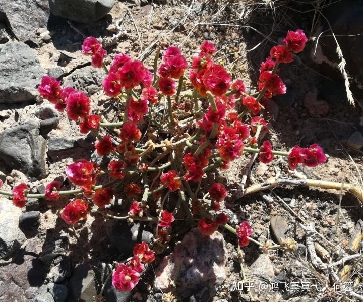 哈密戈壁之花图片,戈壁之花