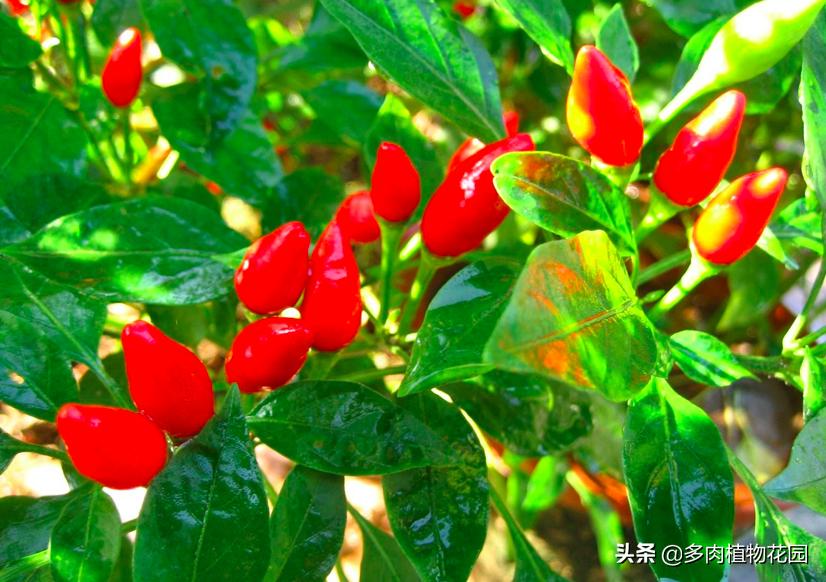 盆栽开花辣椒生虫如何处理,屋里种的辣椒为什么开花不结果呢