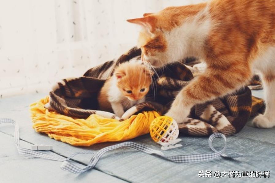 抓住猫脖子后果,抓住猫脖子为啥会蹬脚