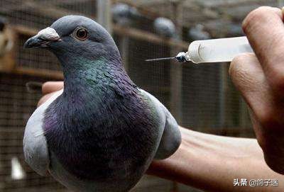 鸽歪头病怎么治疗,鸽瘟病怎么治疗