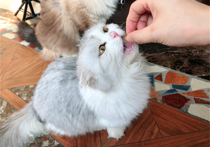 家里猫不愿意吃鱼,主人在家猫不吃不喝不上厕所