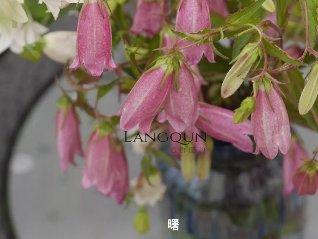 风铃草适合几月种,日本风铃耐寒温度是多少