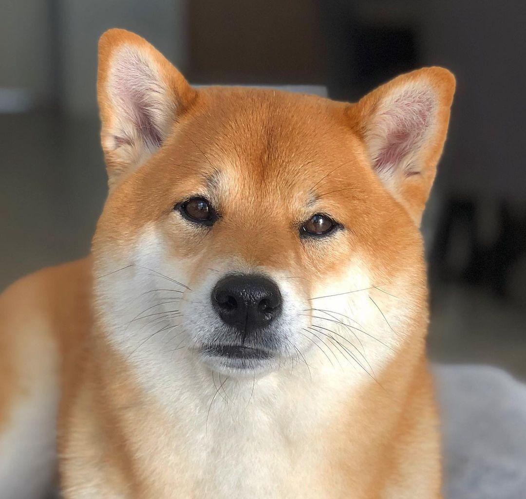 柴犬为什么卖得贵,柴犬价格为何差别那么大