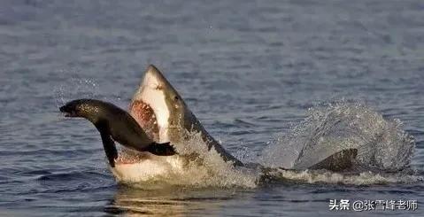 被蜜蜂蛰了获得超能力,盘点人类被蜜蜂蜇