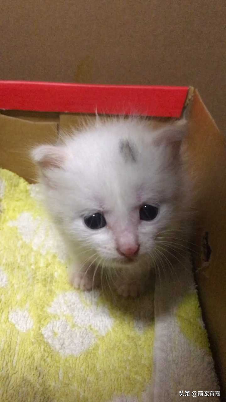 刚出生奶猫怎么救助,流浪猫会怎么对待哺乳期的母猫