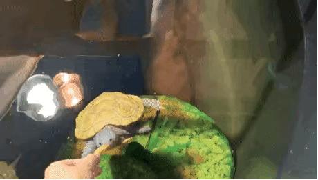 龟怎样才算认可主人,怎么增加和龟的互动性