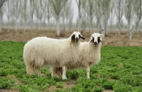 宁夏羊肉最好吃的地方,青海羊肉好还是宁夏羊肉好吃