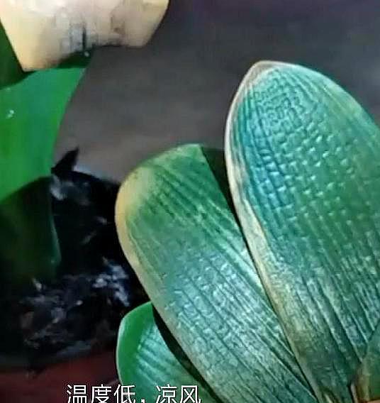 现在的君子兰怎么养小技巧图解,养君子兰的正确方法和技巧