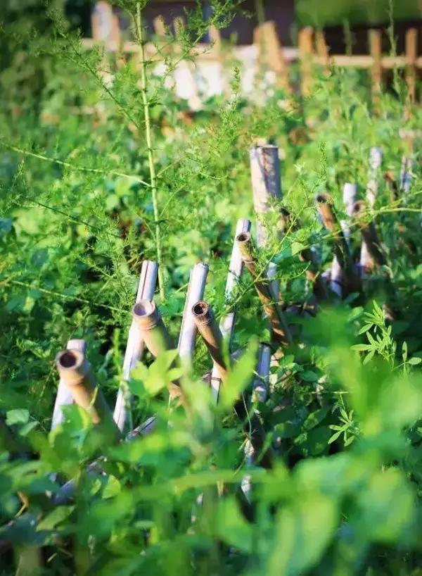 梦中的菜园小视频,我的梦中菜地