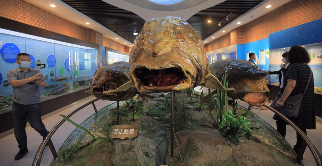 黑龙江大鳇鱼多少年能长千斤重,最大的鳇鱼多少斤