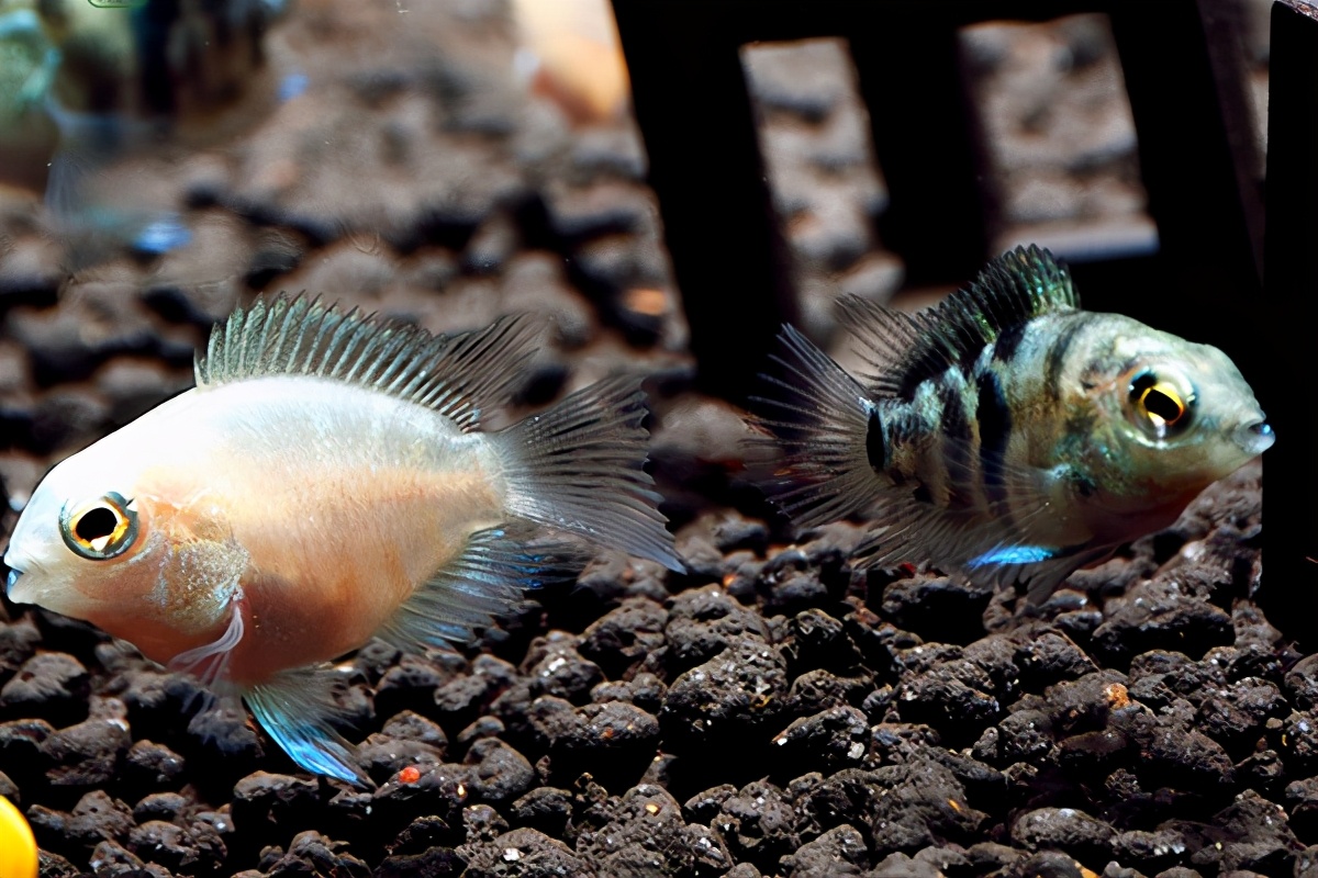 鹦鹉鱼的饲养条件和要求是什么呢,鹦鹉鱼的饲养方法和技巧大全