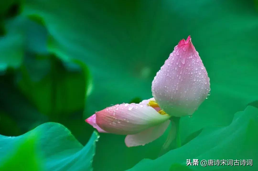 夏至十首经典诗,夏至诗词大全100首