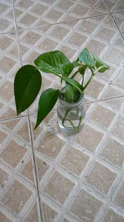 塑料瓶绑在月季上能生根吗视频,水扦插适应哪些花卉