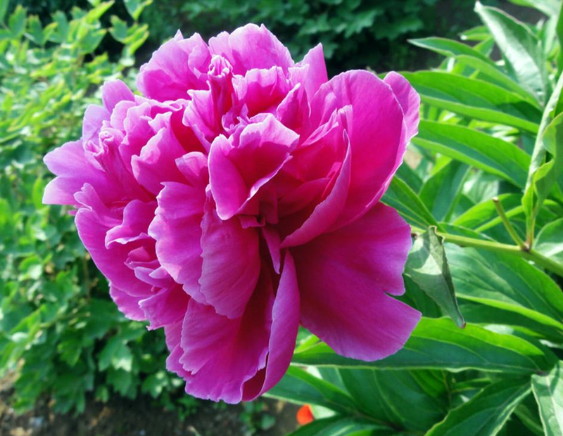 庭前芍药妖无格全文意思,庭前芍药妖无格的庭前指的是哪里