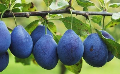 西梅的种植方法和利润,西梅种植到底如何管理的