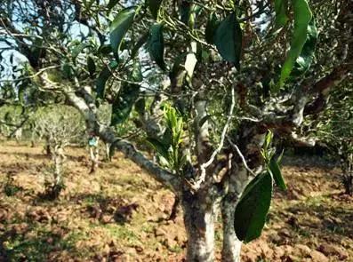 普洱茶藤条分布在哪里,普洱茶的茶山分布之四大茶区