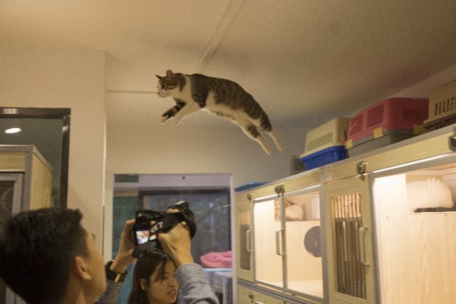 海珠区宠物领养,海珠区猫咪领养中心