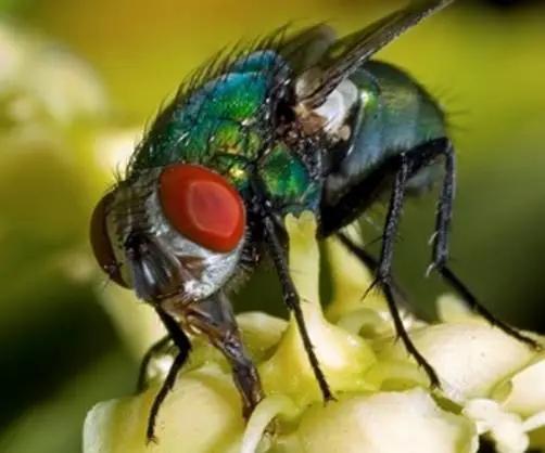 咬人的虫子跟蚂蚁相似,相似于毛毛虫又会咬人的虫子