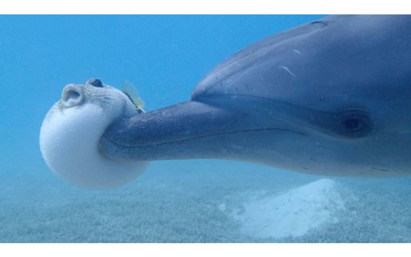 30个关于动物的冷知识,关于动物的冷知识50字