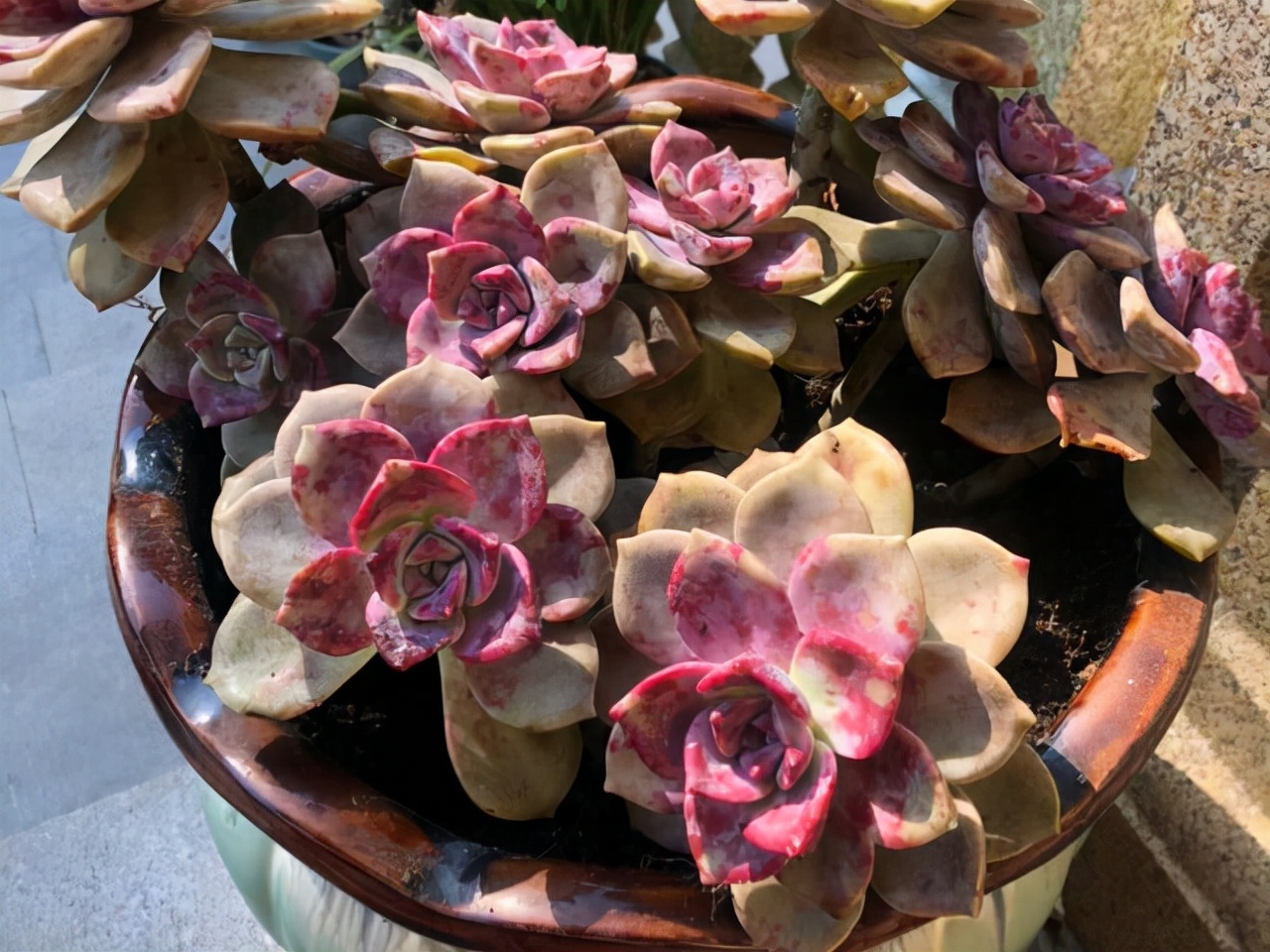 好养而且容易爆盆的多肉 (在家养这几种多肉分分钟养爆盆)