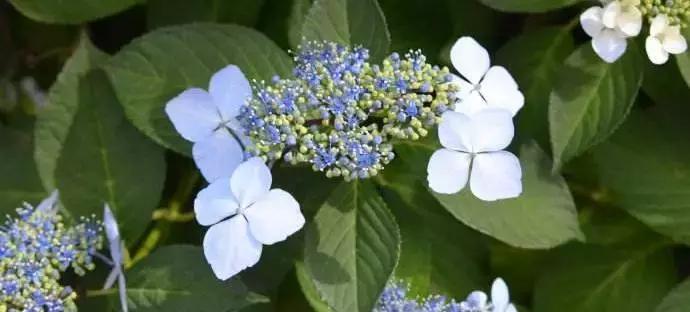 不做猕猴桃女孩是什么意思,不做猕猴桃女孩的图片