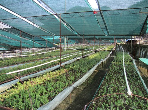 石斛的种植方法及繁殖方法,尖唇石斛如何种