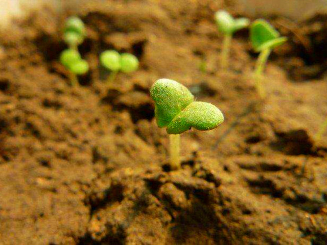 薄荷有什么不同的种植方法,薄荷种植田间管理技术