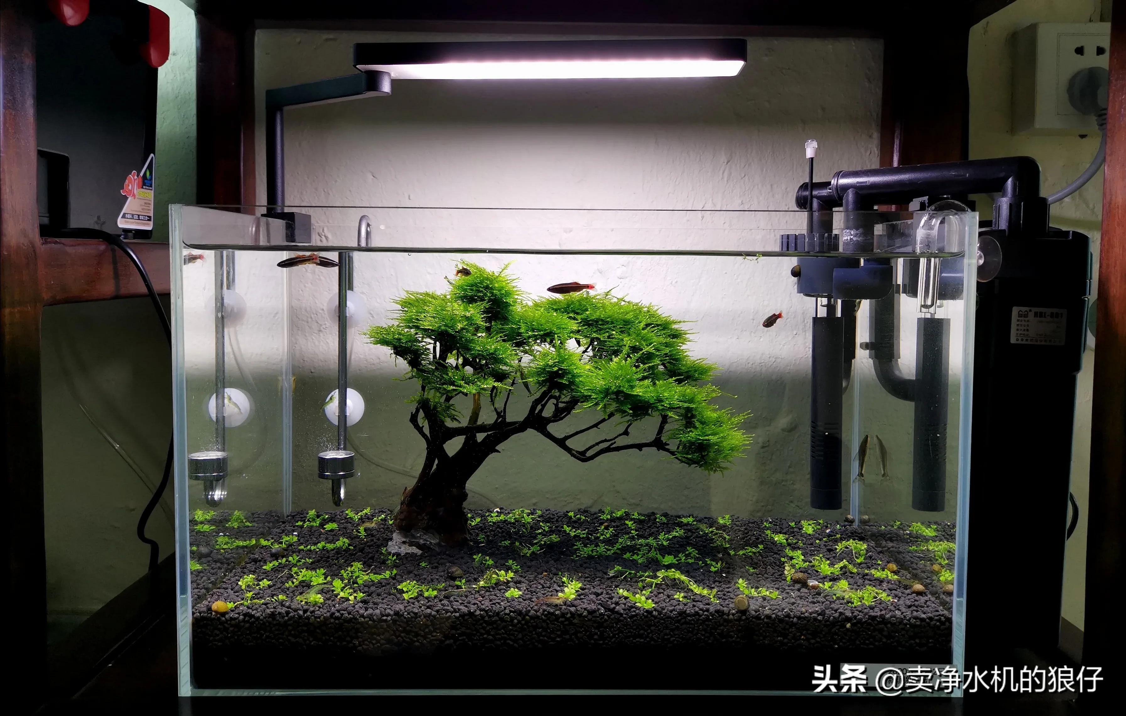 鱼缸过滤器没反应是哪里出现问题,布隆过滤器失效