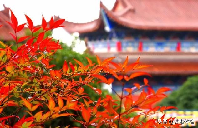 合肥景区免费景点,合肥旅游景点大全免费玩