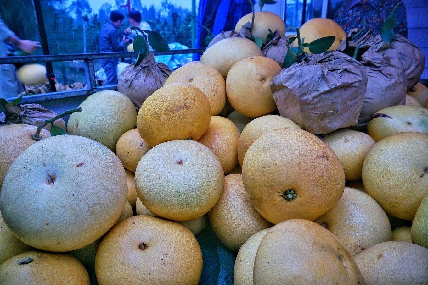 摘过草莓摘过葡萄,这都不算什么,那么大的文旦你摘过吗