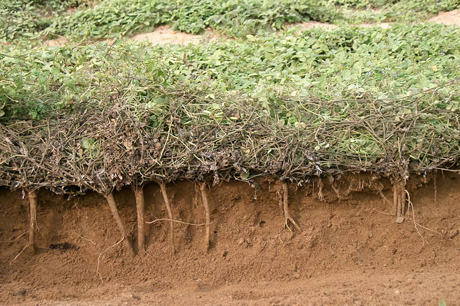 人称“一条根”，农民腌咸菜用它防蝇，名字带“茶”却不能泡茶