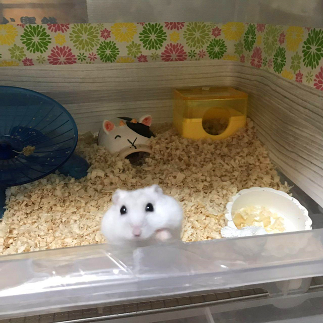 仓鼠夏天如何预防高温天气,仓鼠肚皮湿湿的中暑了怎么办